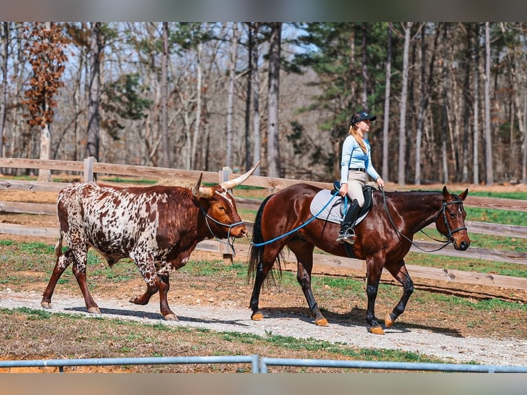 American Quarter Horse Ruin 5 Jaar 157 cm Roodbruin in Lyles