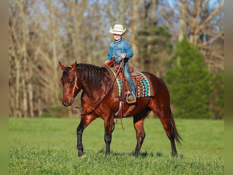 American Quarter Horse Ruin 5 Jaar 157 cm Roodbruin in Lyles