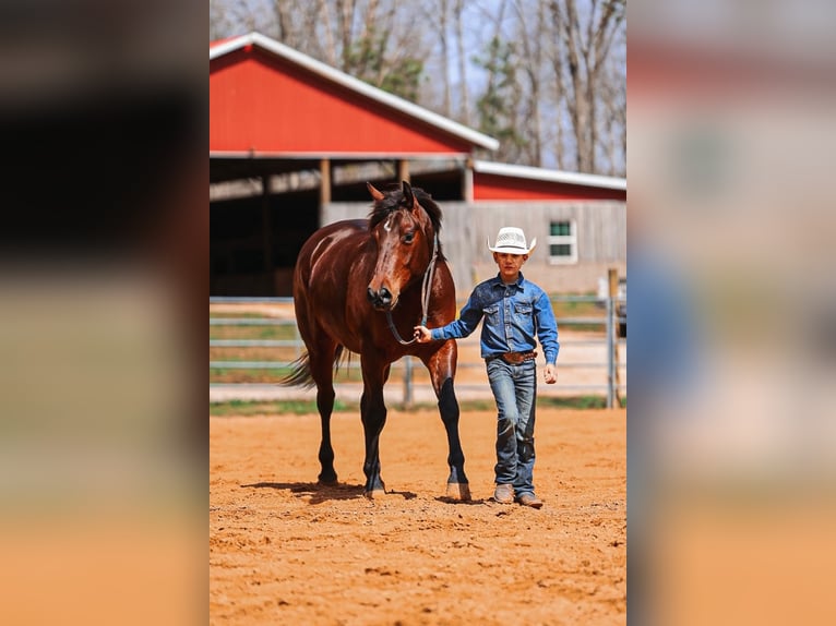 American Quarter Horse Ruin 5 Jaar 157 cm Roodbruin in Lyles