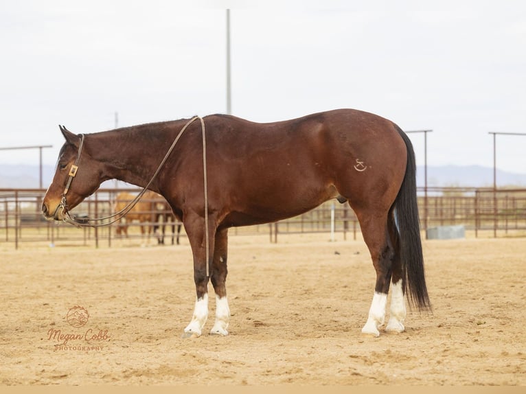American Quarter Horse Ruin 5 Jaar 157 cm Roodbruin in Wickenburg