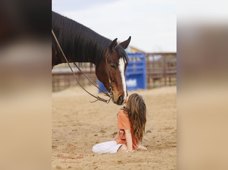 American Quarter Horse Ruin 5 Jaar 157 cm Roodbruin in Wickenburg