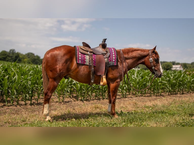 American Quarter Horse Ruin 5 Jaar 157 cm Roodvos in Millersburg, OH