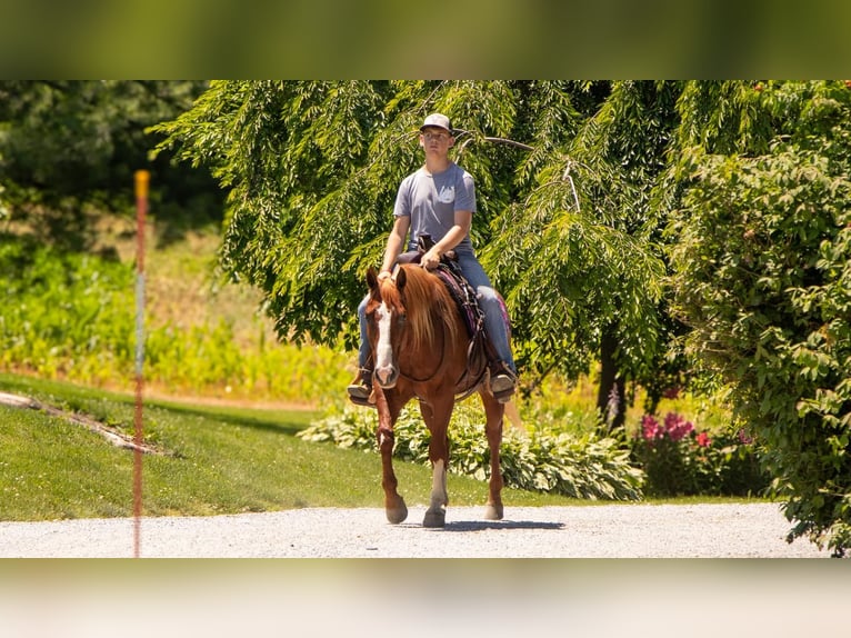 American Quarter Horse Ruin 5 Jaar 157 cm Roodvos in Millersburg, OH