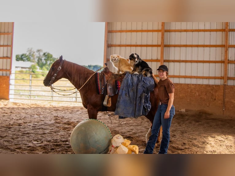 American Quarter Horse Ruin 5 Jaar 157 cm Roodvos in Millersburg, OH