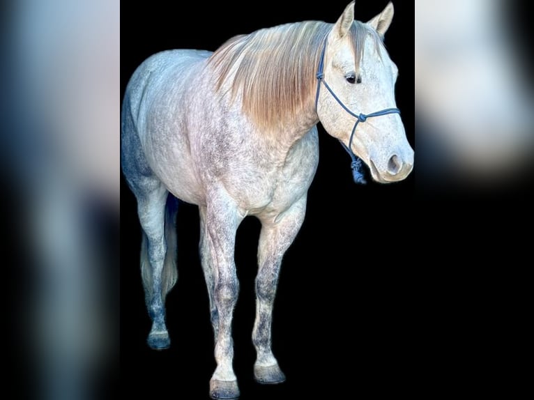 American Quarter Horse Ruin 5 Jaar 157 cm Schimmel in Shelbina, MO