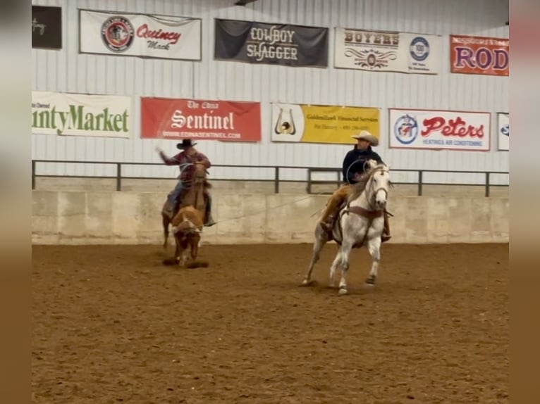 American Quarter Horse Ruin 5 Jaar 157 cm Schimmel in Shelbina, MO