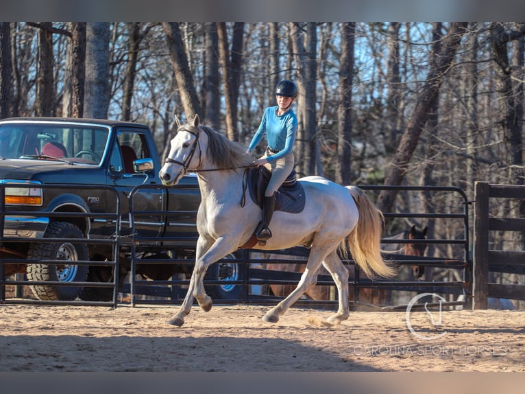 American Quarter Horse Mix Ruin 5 Jaar 157 cm Schimmel in Clover, SC