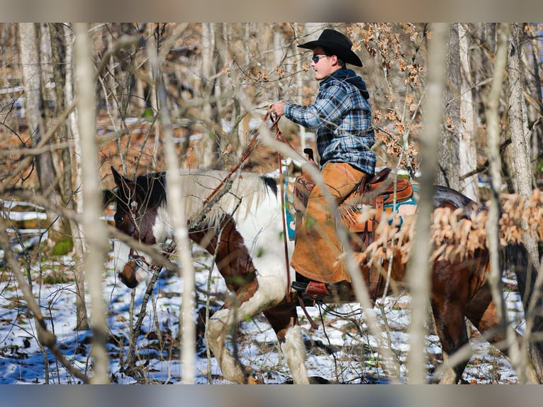 American Quarter Horse Ruin 5 Jaar 157 cm Tobiano-alle-kleuren in Santa Fe TN