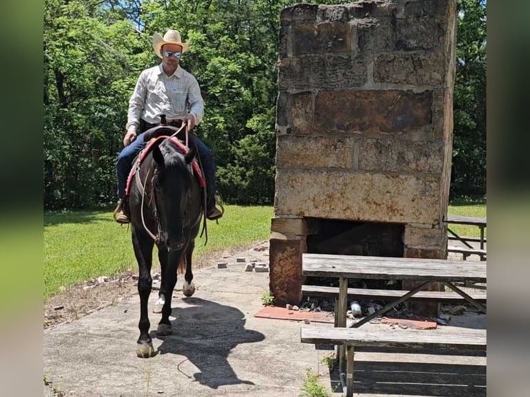 American Quarter Horse Ruin 5 Jaar 157 cm Zwart in Robards KY