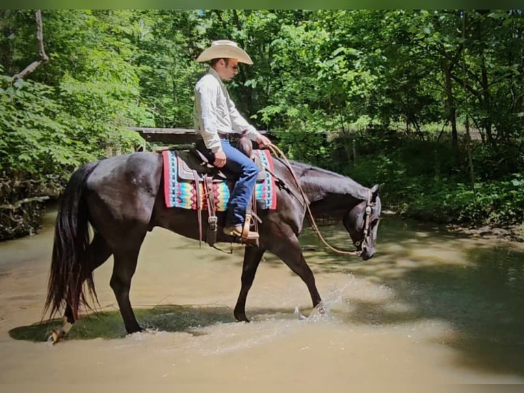 American Quarter Horse Ruin 5 Jaar 157 cm Zwart in Robards KY