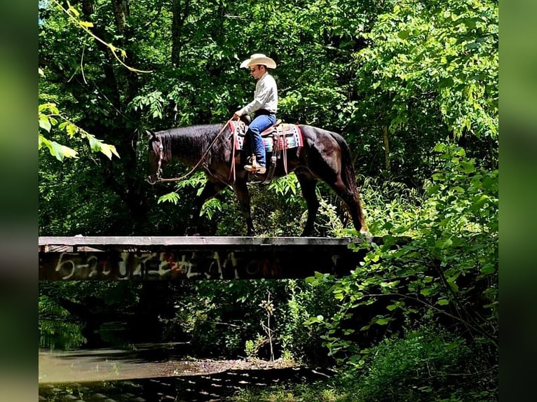 American Quarter Horse Ruin 5 Jaar 157 cm Zwart in Robards KY