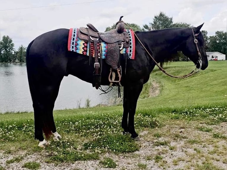 American Quarter Horse Ruin 5 Jaar 157 cm Zwart in Robards KY