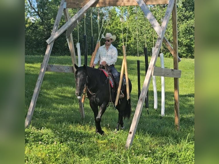 American Quarter Horse Ruin 5 Jaar 157 cm Zwart in Robards KY