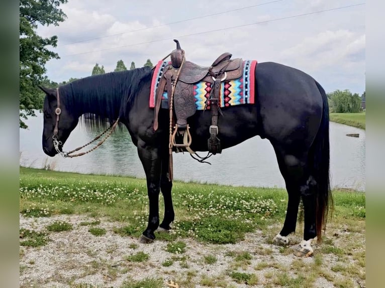 American Quarter Horse Ruin 5 Jaar 157 cm Zwart in Robards KY