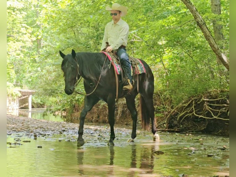 American Quarter Horse Ruin 5 Jaar 157 cm Zwart in Robards KY