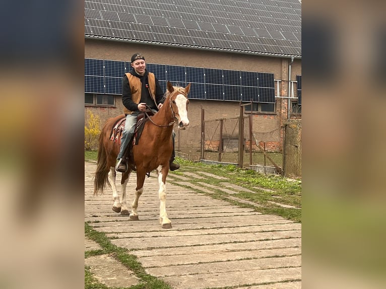 American Quarter Horse Mix Ruin 5 Jaar 158 cm Gevlekt-paard in FernaKaltohnfeld