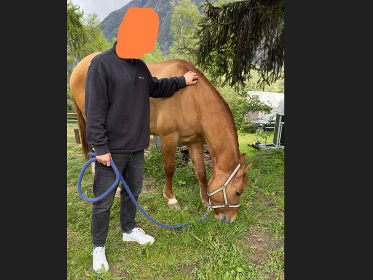 American Quarter Horse Ruin 5 Jaar 158 cm Vos in Taufers im Münstertal