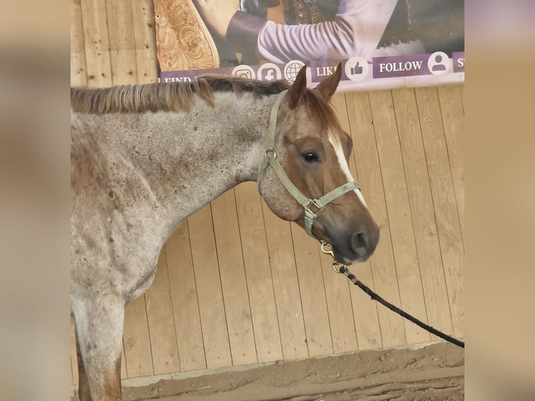 American Quarter Horse Ruin 5 Jaar 159 cm Roan-Red in Burgebrach