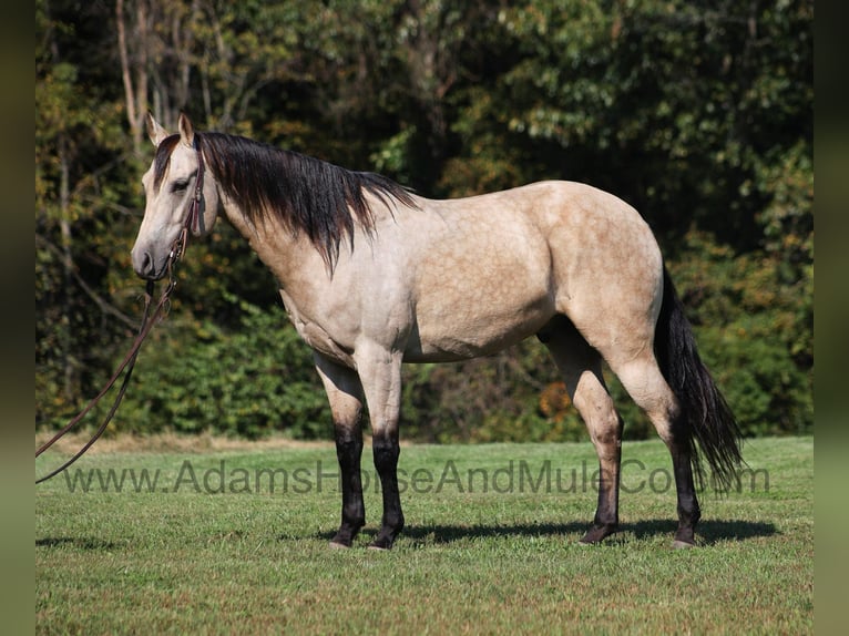 American Quarter Horse Ruin 5 Jaar 160 cm Buckskin in Mount Vernon