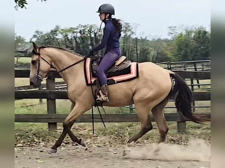 American Quarter Horse Ruin 5 Jaar 160 cm Buckskin in Jeffersonton