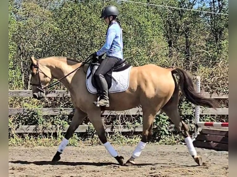 American Quarter Horse Ruin 5 Jaar 160 cm Buckskin in Jeffersonton