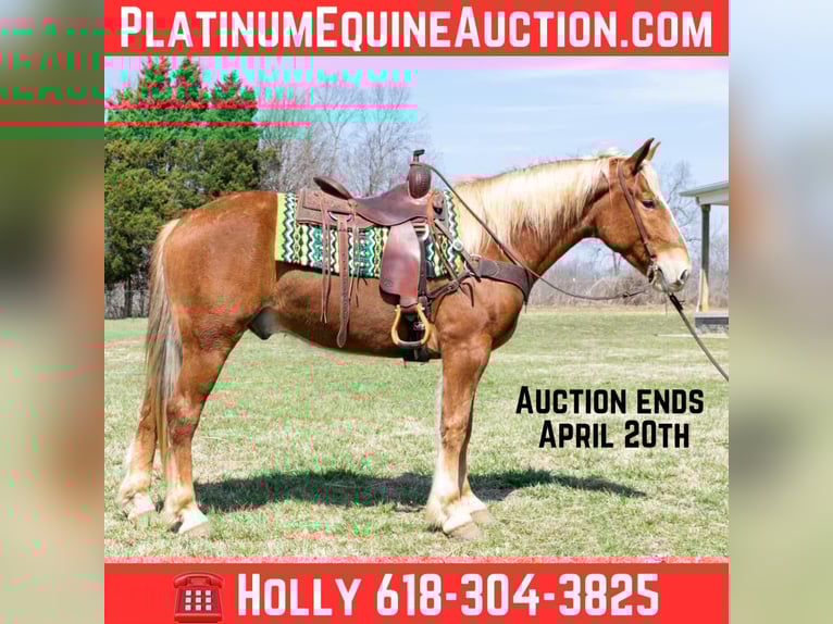 American Quarter Horse Ruin 5 Jaar 160 cm Donkere-vos in Greenville KY