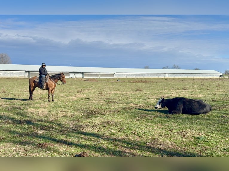 American Quarter Horse Ruin 5 Jaar 160 cm Falbe in Crab Orchard