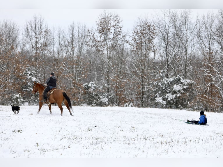 American Quarter Horse Ruin 5 Jaar 160 cm Falbe in Crab Orchard