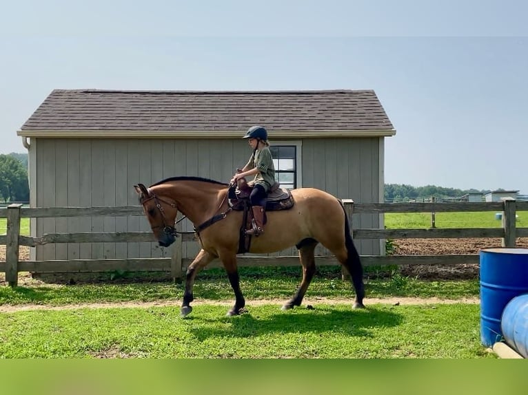 American Quarter Horse Mix Ruin 5 Jaar 160 cm Falbe in Narvon, PA