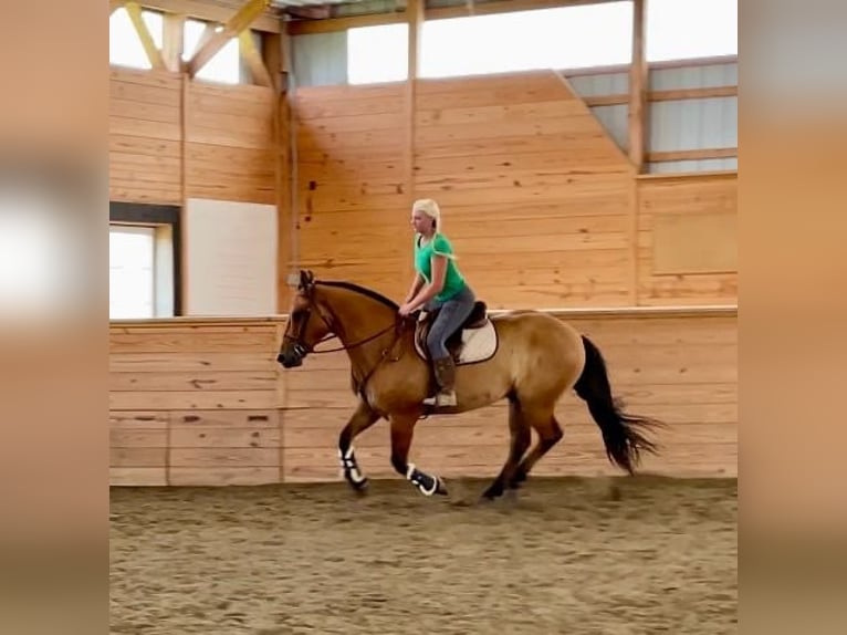 American Quarter Horse Mix Ruin 5 Jaar 160 cm Falbe in Narvon, PA