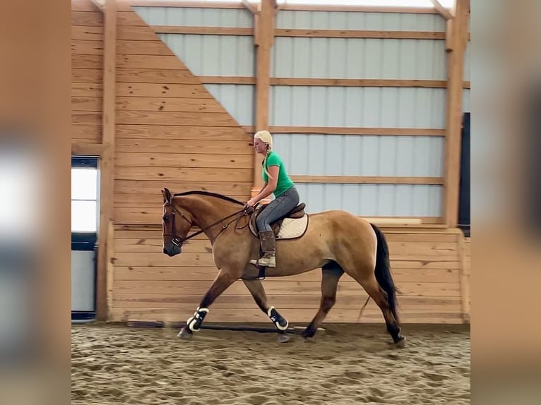 American Quarter Horse Mix Ruin 5 Jaar 160 cm Falbe in Narvon, PA