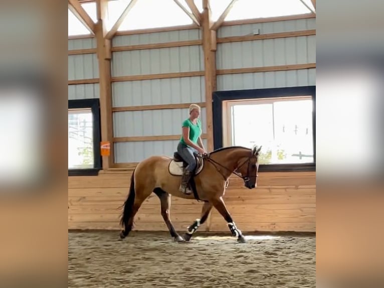 American Quarter Horse Mix Ruin 5 Jaar 160 cm Falbe in Narvon, PA