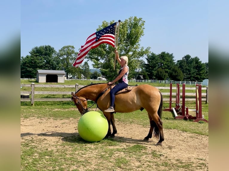 American Quarter Horse Mix Ruin 5 Jaar 160 cm Falbe in Narvon, PA