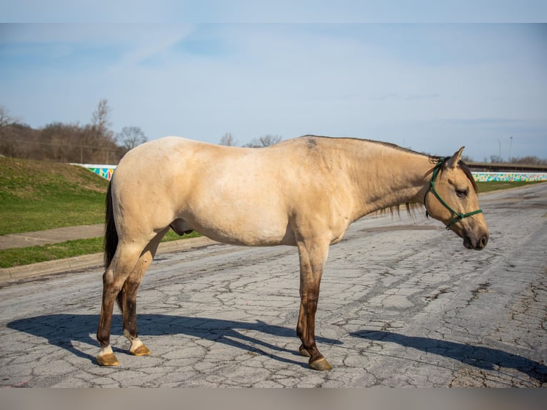 American Quarter Horse Ruin 5 Jaar 160 cm Falbe in Middletown OH