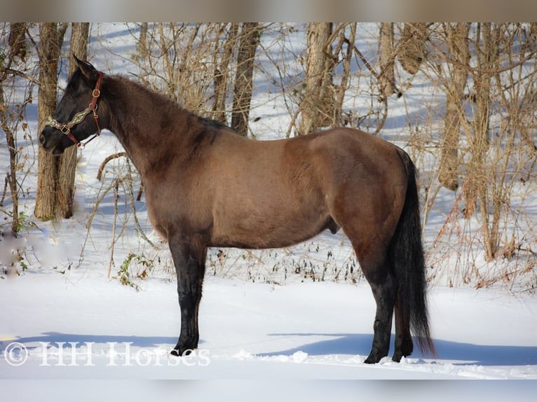 American Quarter Horse Ruin 5 Jaar 160 cm Grullo in FLEMINGSBURG, KY