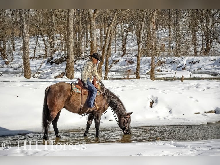American Quarter Horse Ruin 5 Jaar 160 cm Grullo in FLEMINGSBURG, KY