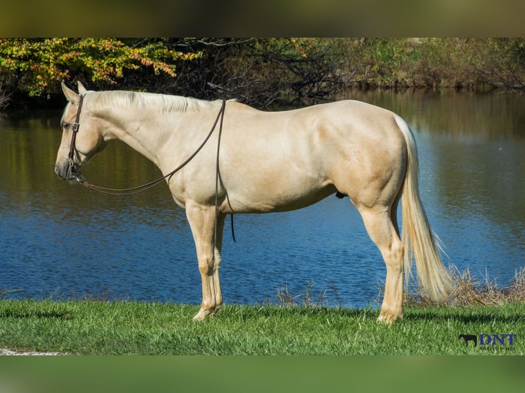 American Quarter Horse Ruin 5 Jaar 160 cm Palomino in Henderson