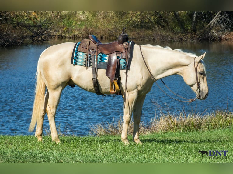 American Quarter Horse Ruin 5 Jaar 160 cm Palomino in Henderson
