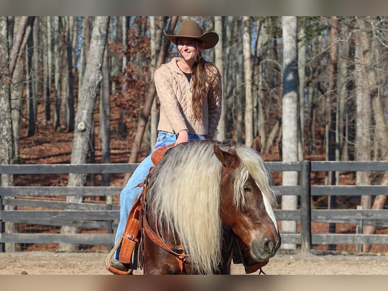 American Quarter Horse Mix Ruin 5 Jaar 160 cm Palomino in Clover, SC