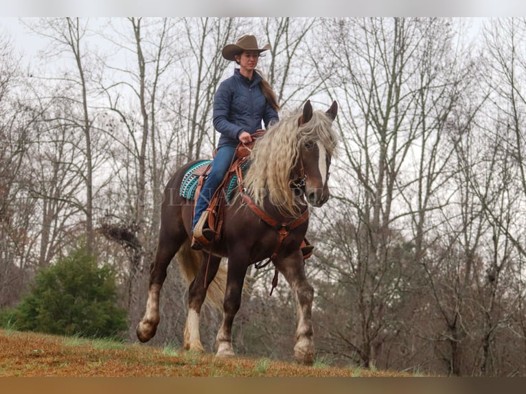 American Quarter Horse Mix Ruin 5 Jaar 160 cm Palomino in Clover, SC