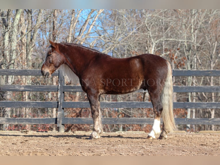 American Quarter Horse Mix Ruin 5 Jaar 160 cm Palomino in Clover, SC