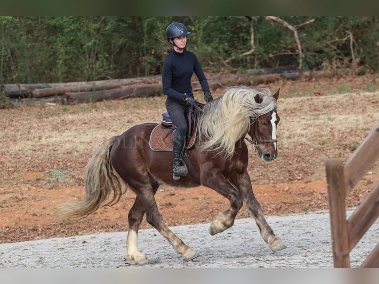 American Quarter Horse Mix Ruin 5 Jaar 160 cm Palomino in Clover, SC