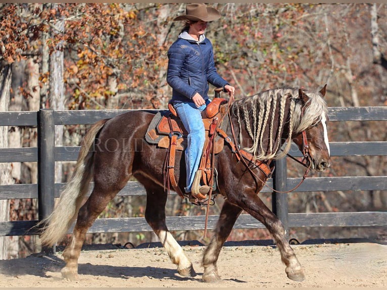 American Quarter Horse Mix Ruin 5 Jaar 160 cm Palomino in Clover, SC