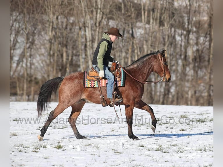 American Quarter Horse Ruin 5 Jaar 160 cm Roan-Bay in Mount Vernon