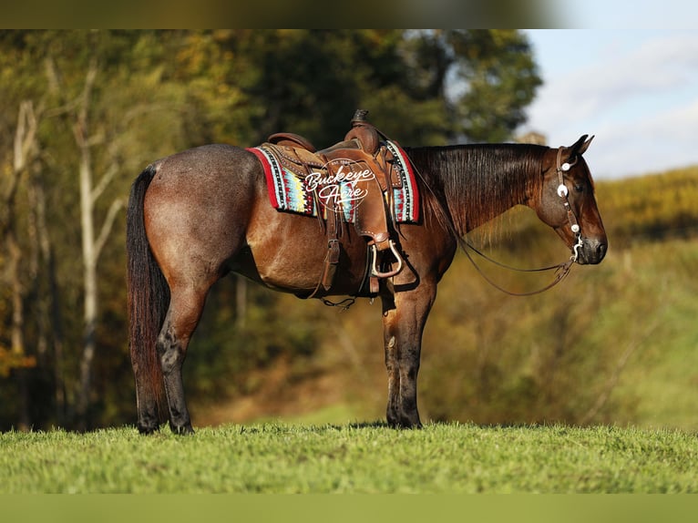 American Quarter Horse Ruin 5 Jaar 160 cm Roan-Bay in Millersburg