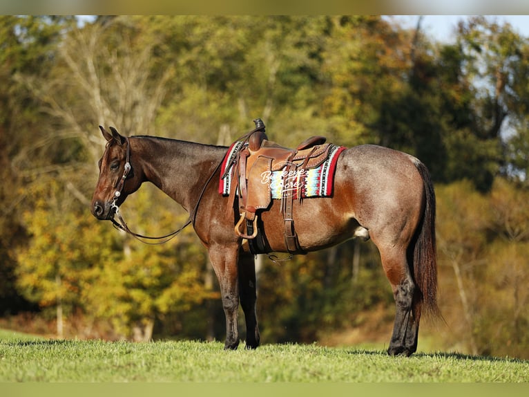 American Quarter Horse Ruin 5 Jaar 160 cm Roan-Bay in Millersburg