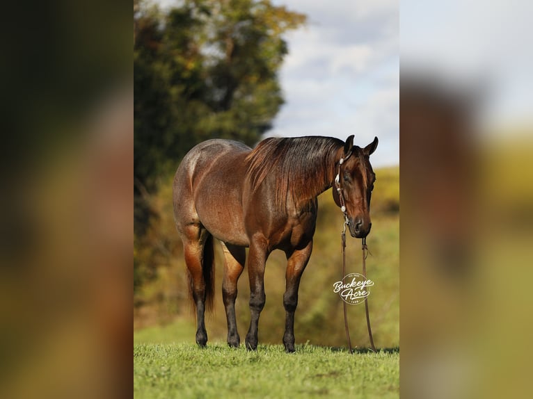 American Quarter Horse Ruin 5 Jaar 160 cm Roan-Bay in Millersburg