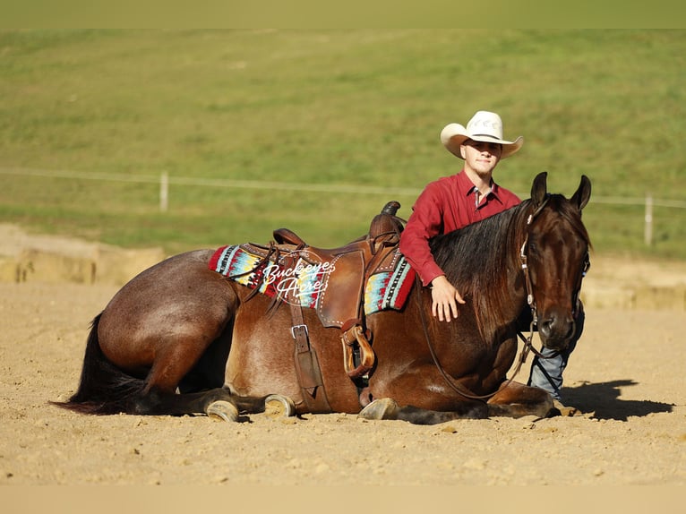 American Quarter Horse Ruin 5 Jaar 160 cm Roan-Bay in Millersburg