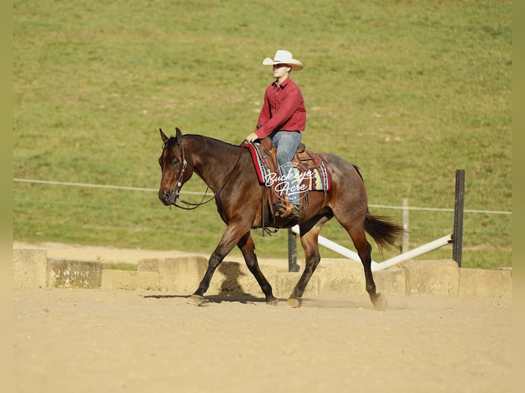 American Quarter Horse Ruin 5 Jaar 160 cm Roan-Bay in Millersburg