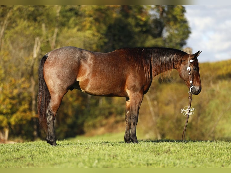 American Quarter Horse Ruin 5 Jaar 160 cm Roan-Bay in Millersburg